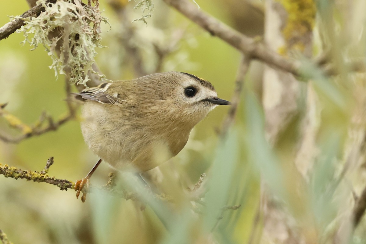 Золотомушка жовточуба - ML646967583