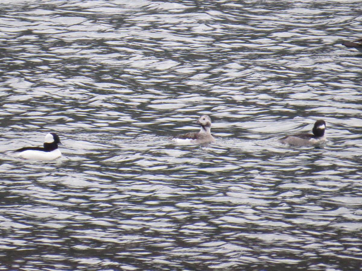 Морянка - ML646967584