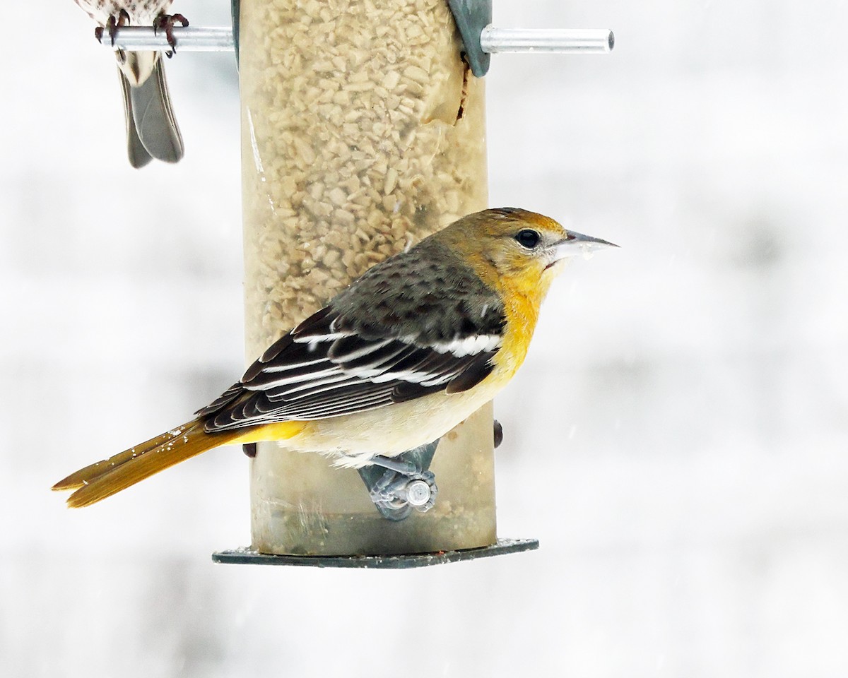 Трупіал балтиморський - ML646967585