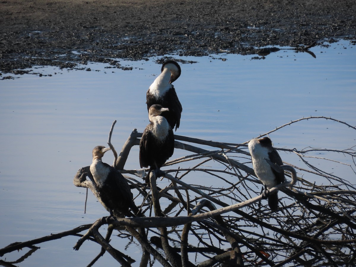 鸕鷀 - ML646967595