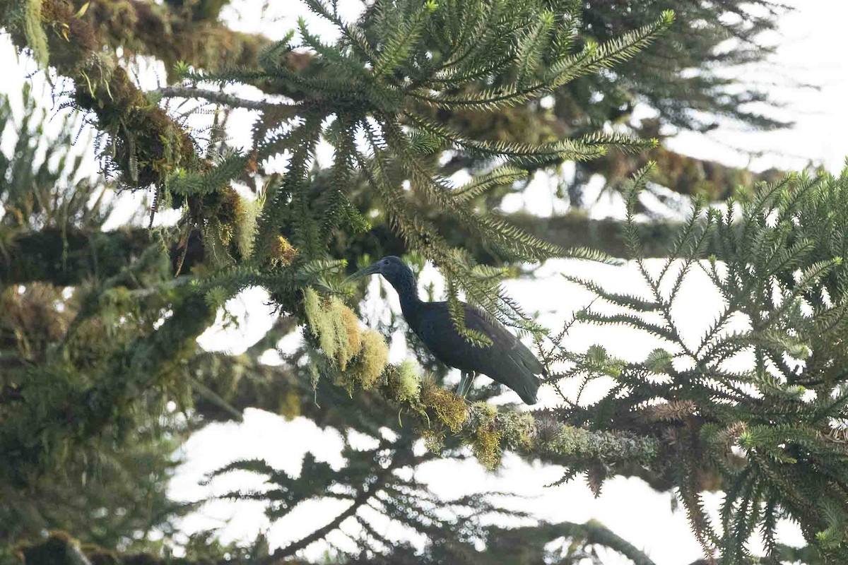 Green Ibis - ML646967596