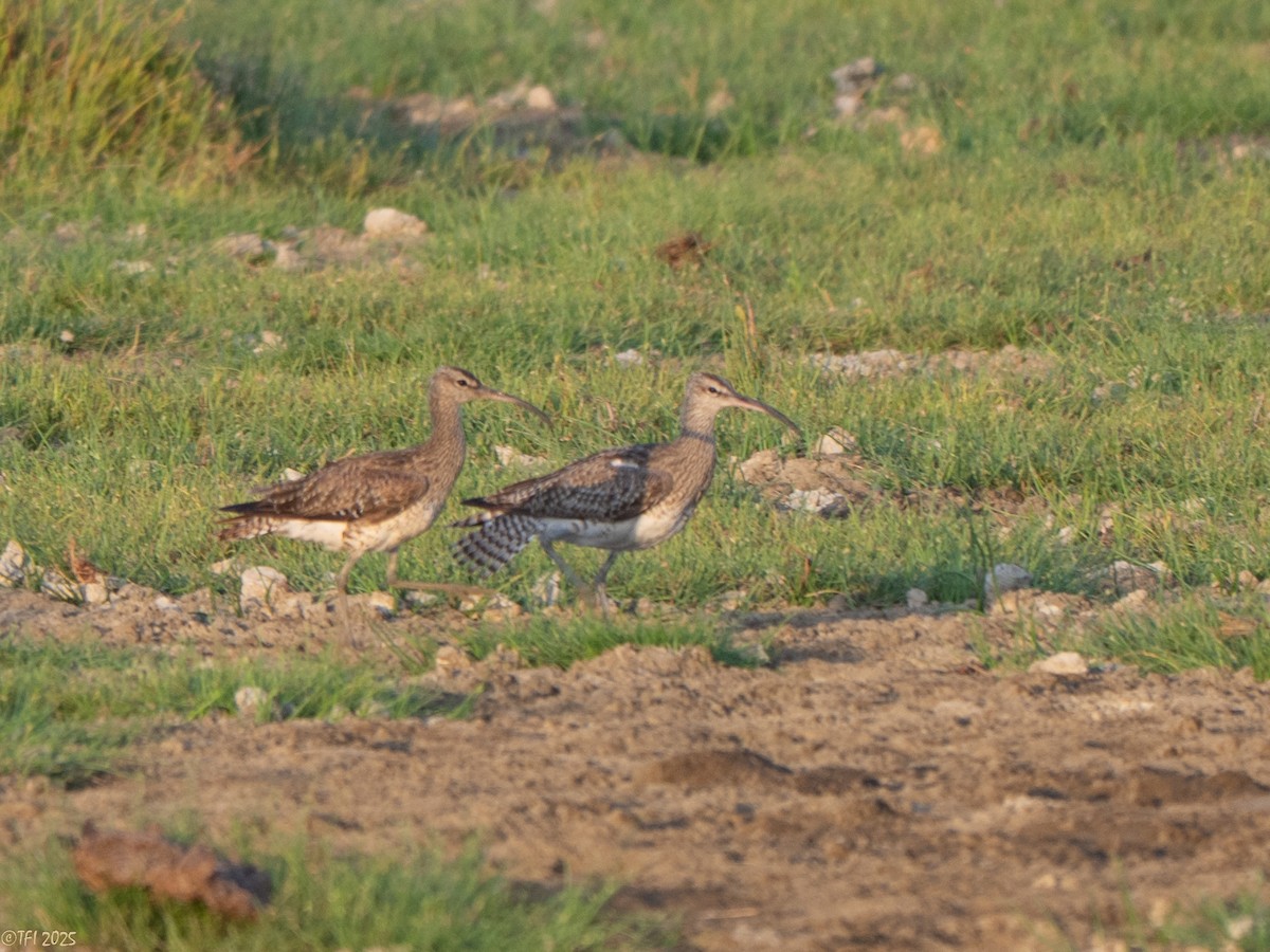 Zarapito Trinador Euroasiático (Europeo) - ML646967597