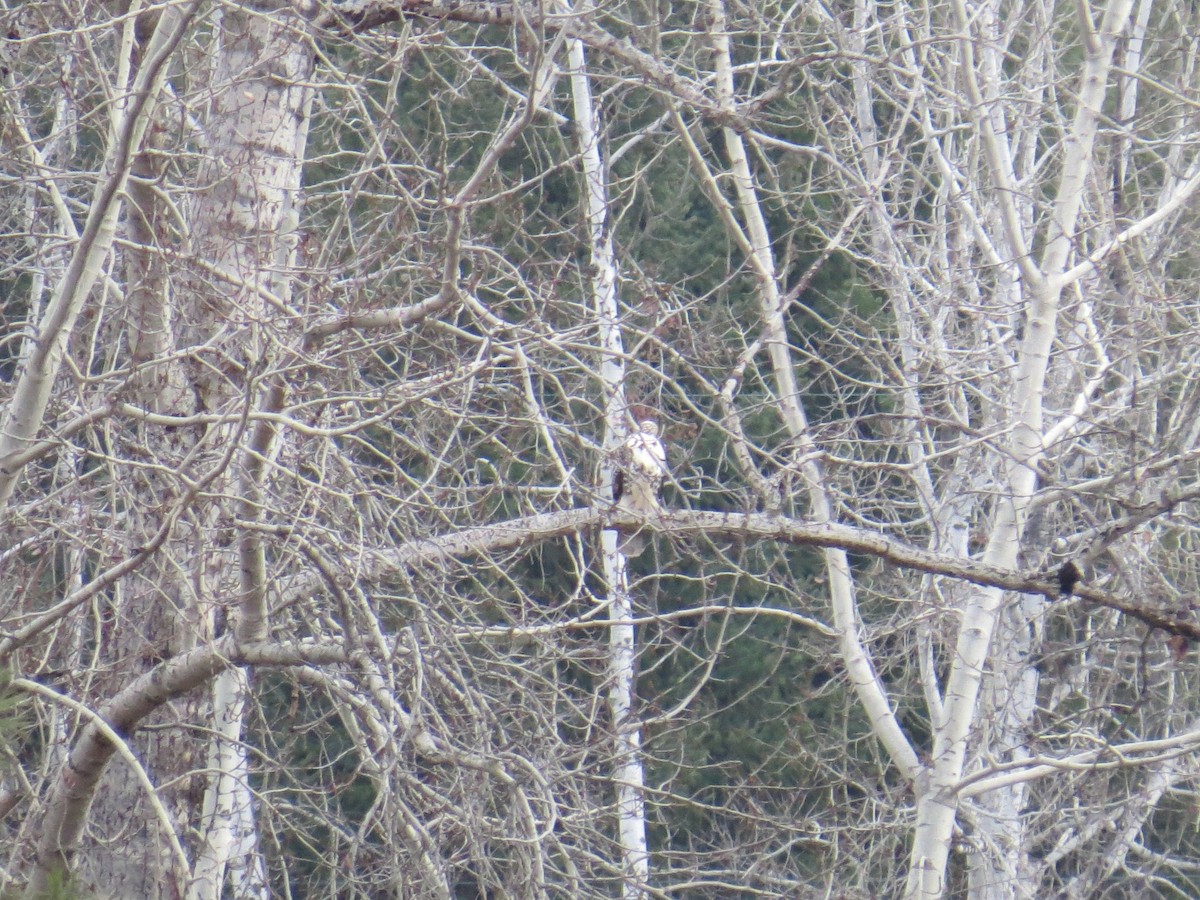 Канюк неоарктичний - ML646967614