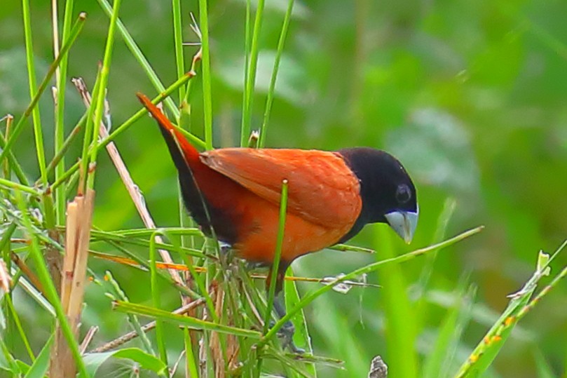 Schwarzkappennonne - ML646967615