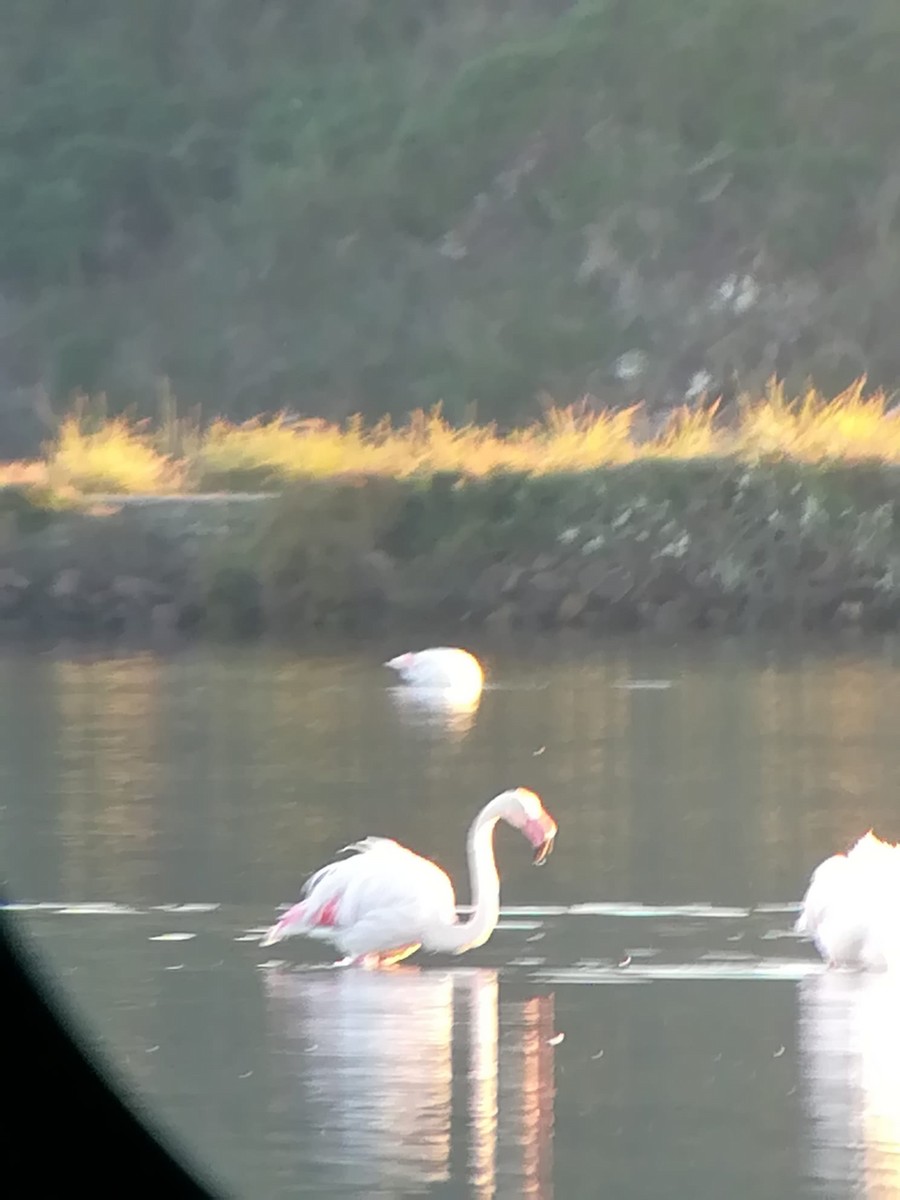 Greater Flamingo - ML646967617