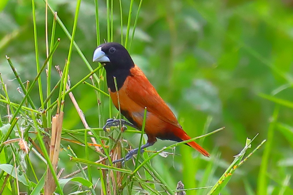 Schwarzkappennonne - ML646967625