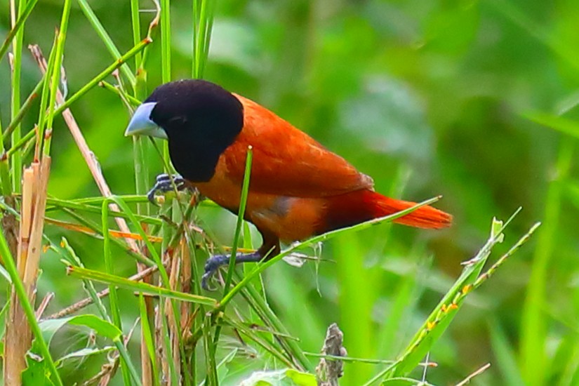 Schwarzkappennonne - ML646967626