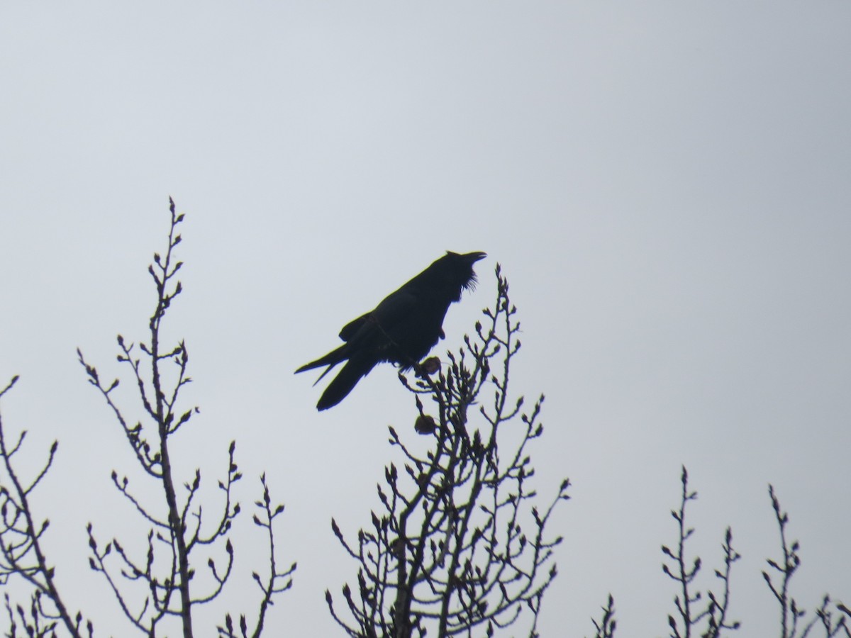 Common Raven - ML646967628