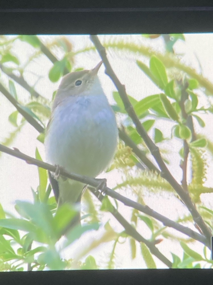 Western Bonelli's Warbler - ML646967630