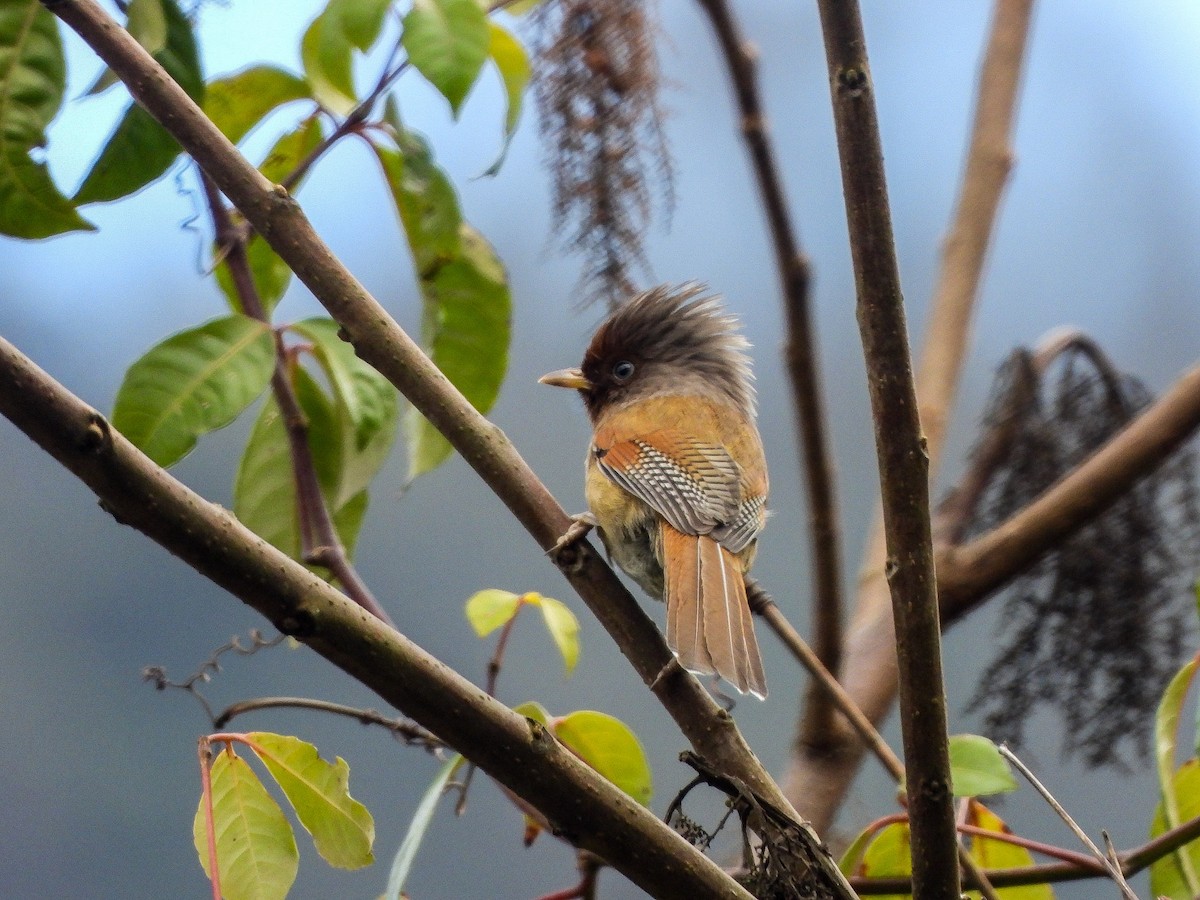 Rusty-fronted Barwing - ML646967634