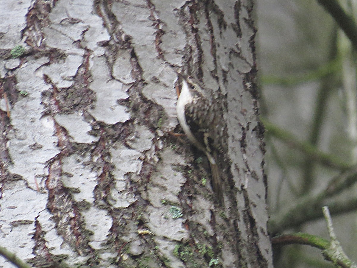 Підкоришник американський - ML646967636