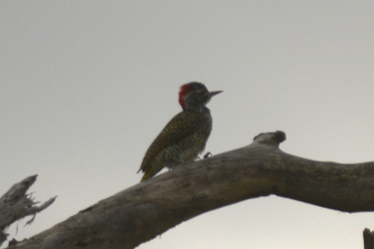 Nubierspecht - ML646967641