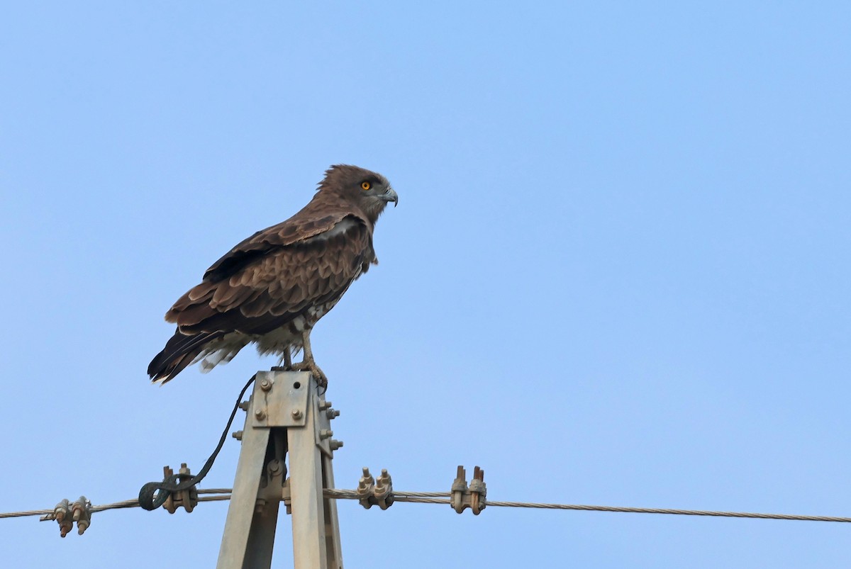 orlík krátkoprstý - ML646967642