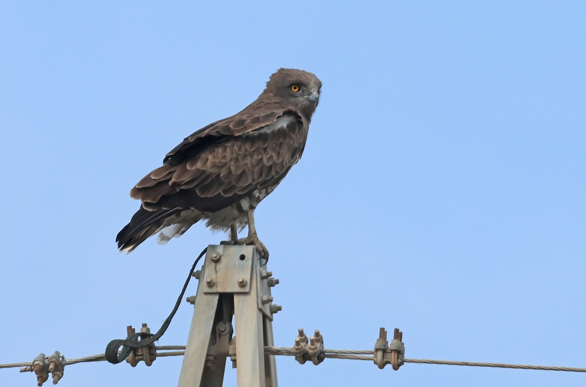 orlík krátkoprstý - ML646967643