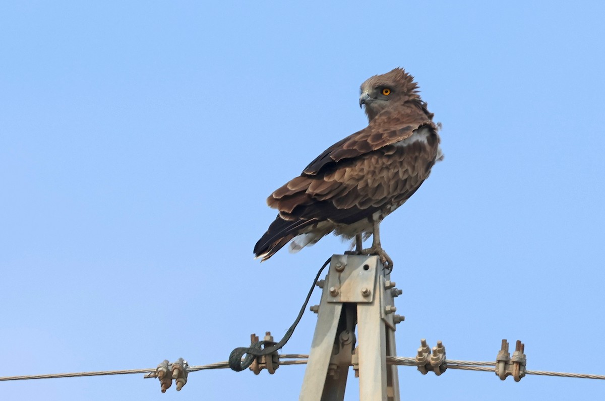 orlík krátkoprstý - ML646967644