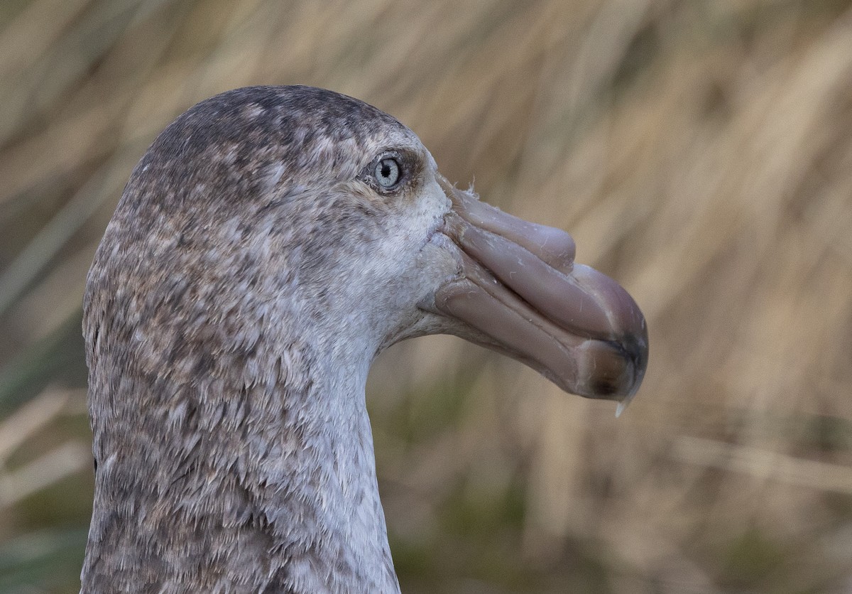 Abanto Marino Subantártico - ML646967647