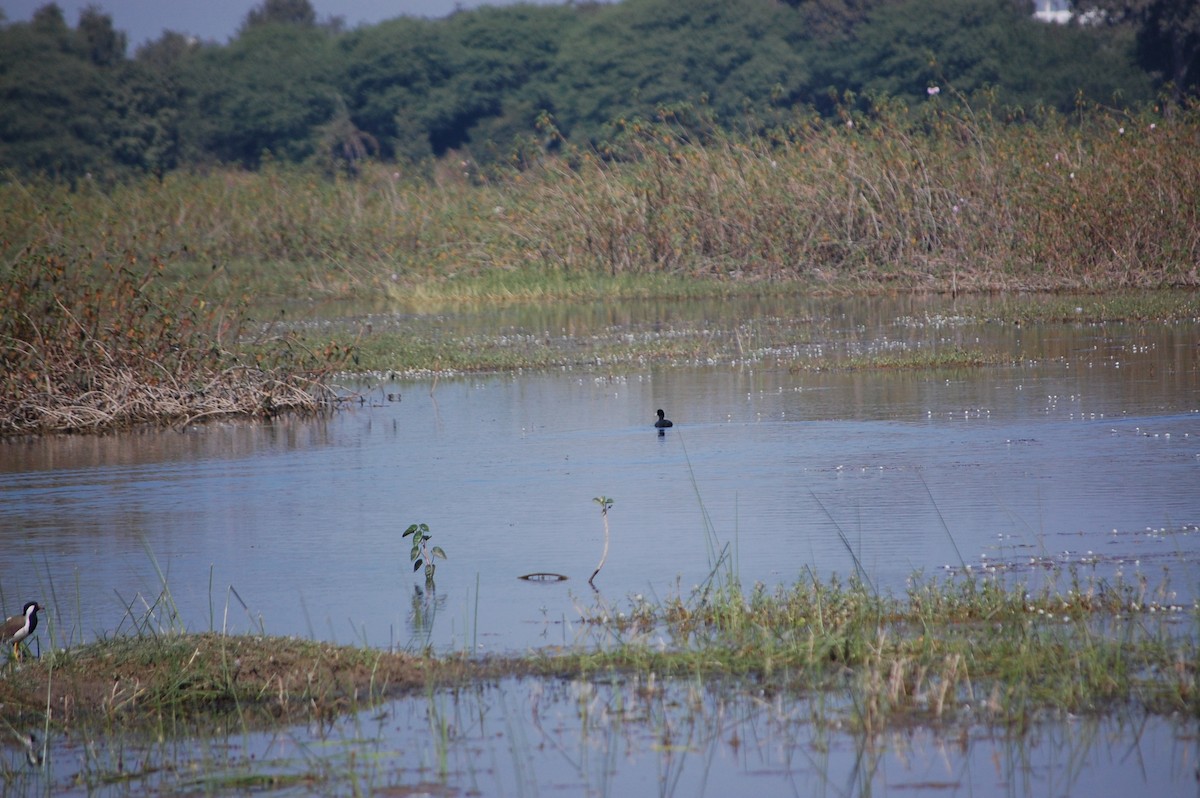 sothøne - ML646967648