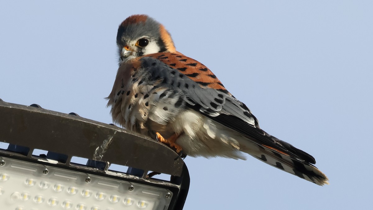 Воробьиная пустельга - ML646967649