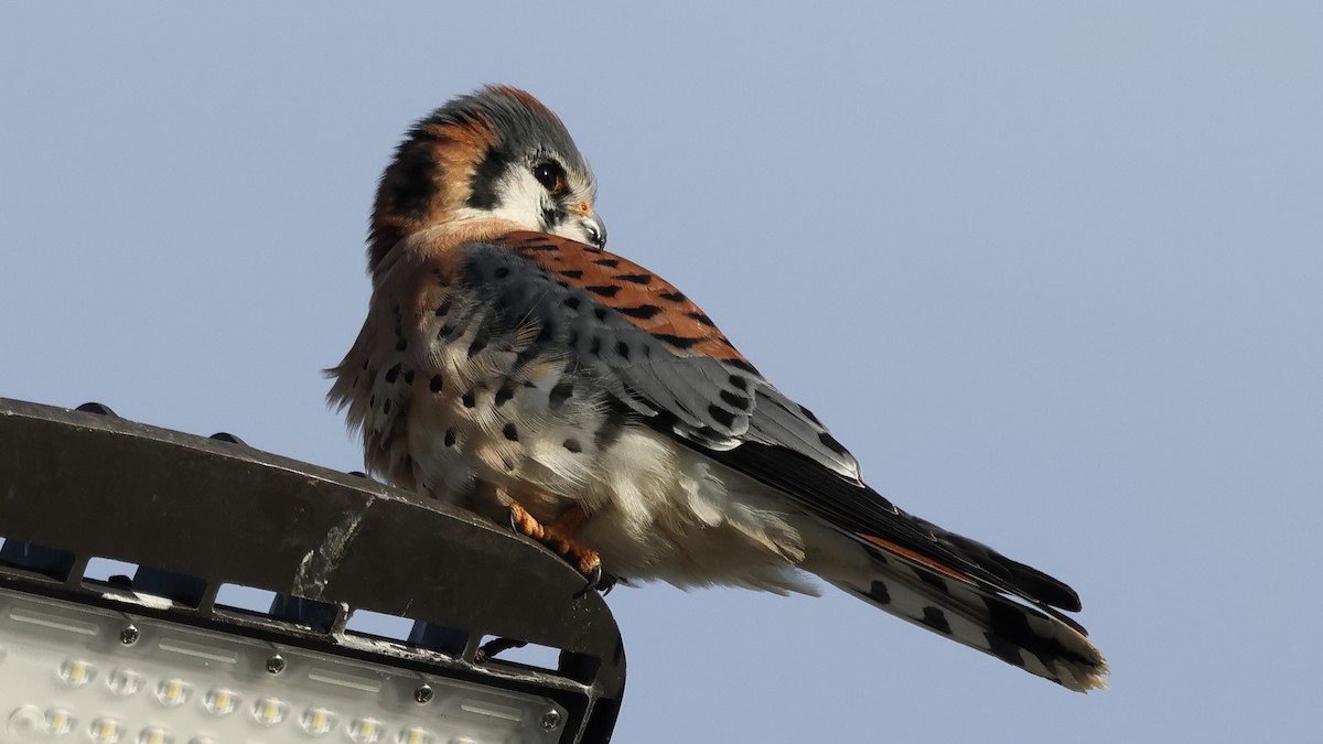 Воробьиная пустельга - ML646967650