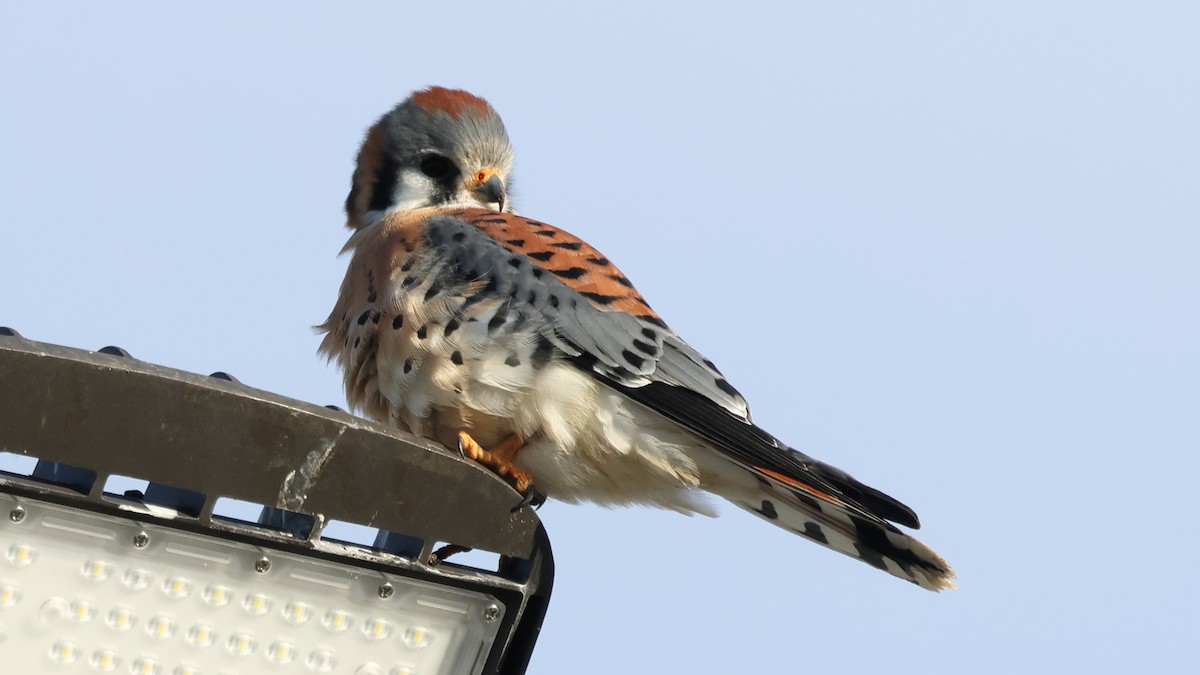 Воробьиная пустельга - ML646967651