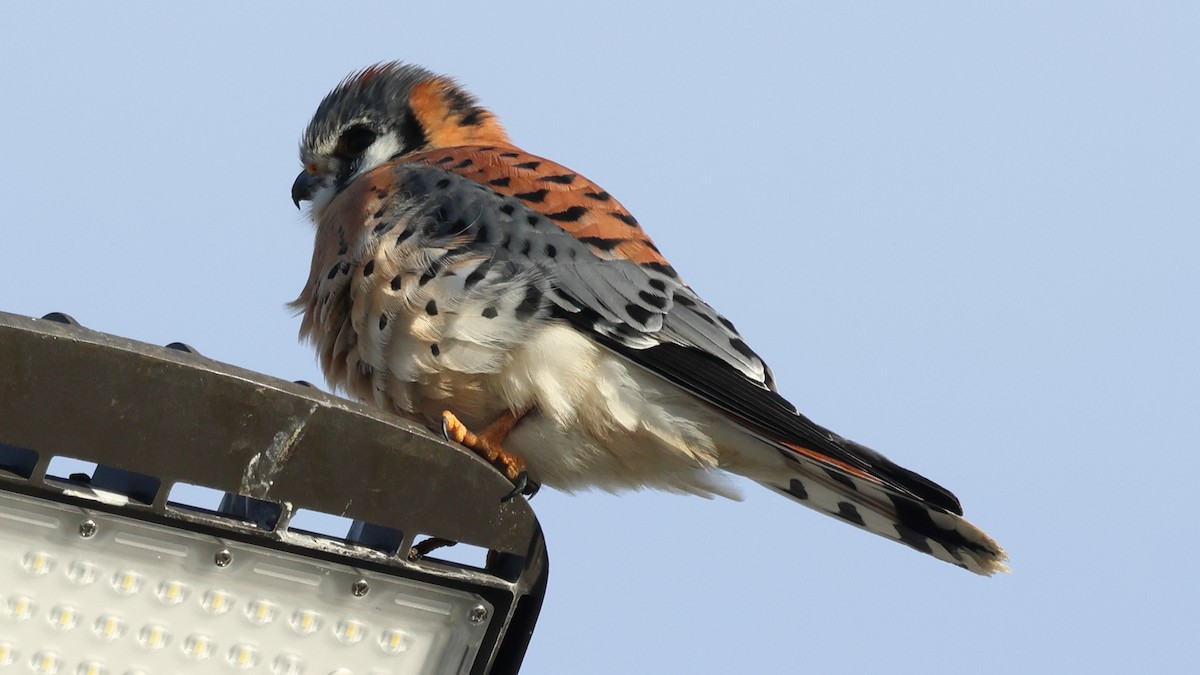 Воробьиная пустельга - ML646967652