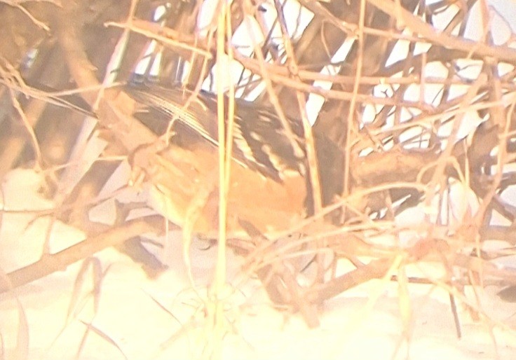 ホシワキアカトウヒチョウ - ML646967653