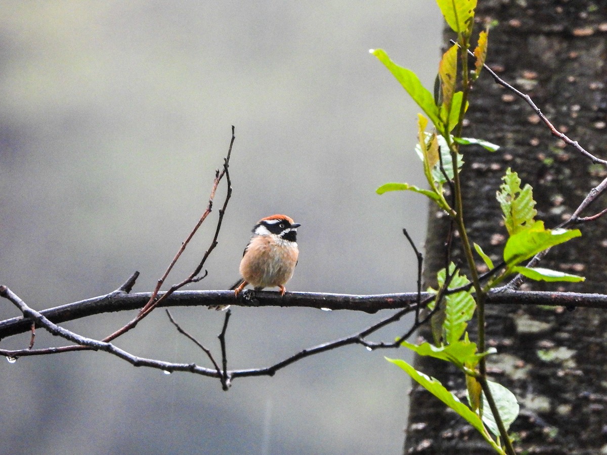 Black-throated Tit - ML646967654