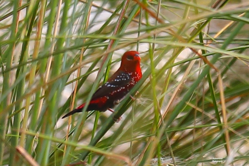 Tüpfelastrild - ML646967655