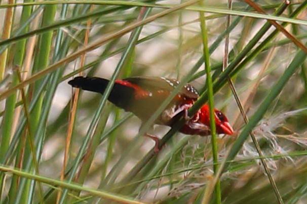 Tüpfelastrild - ML646967656