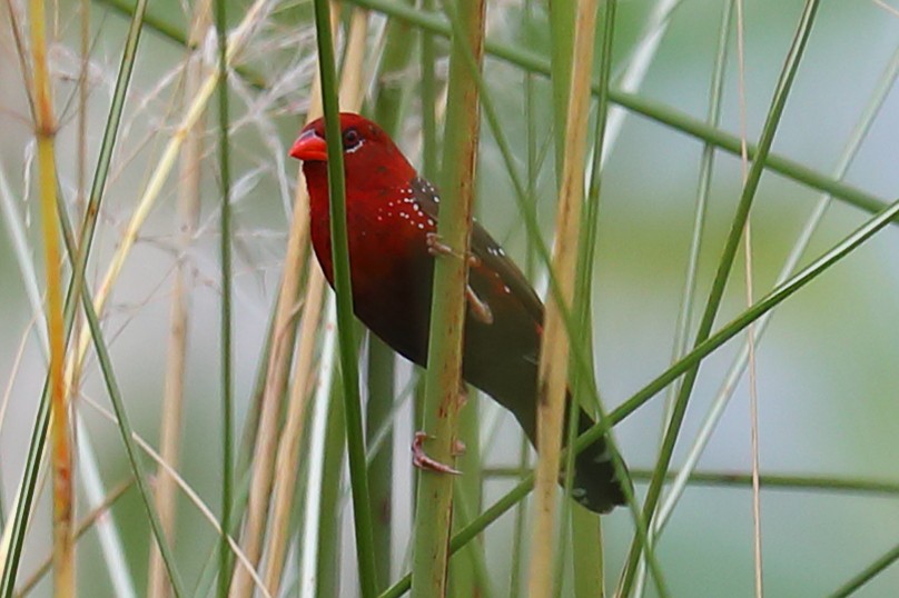 Tüpfelastrild - ML646967658