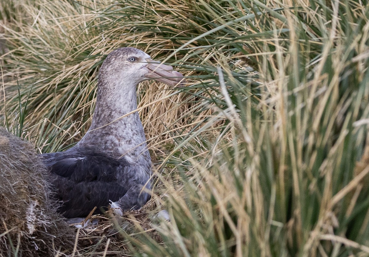 Abanto Marino Antártico - ML646967659