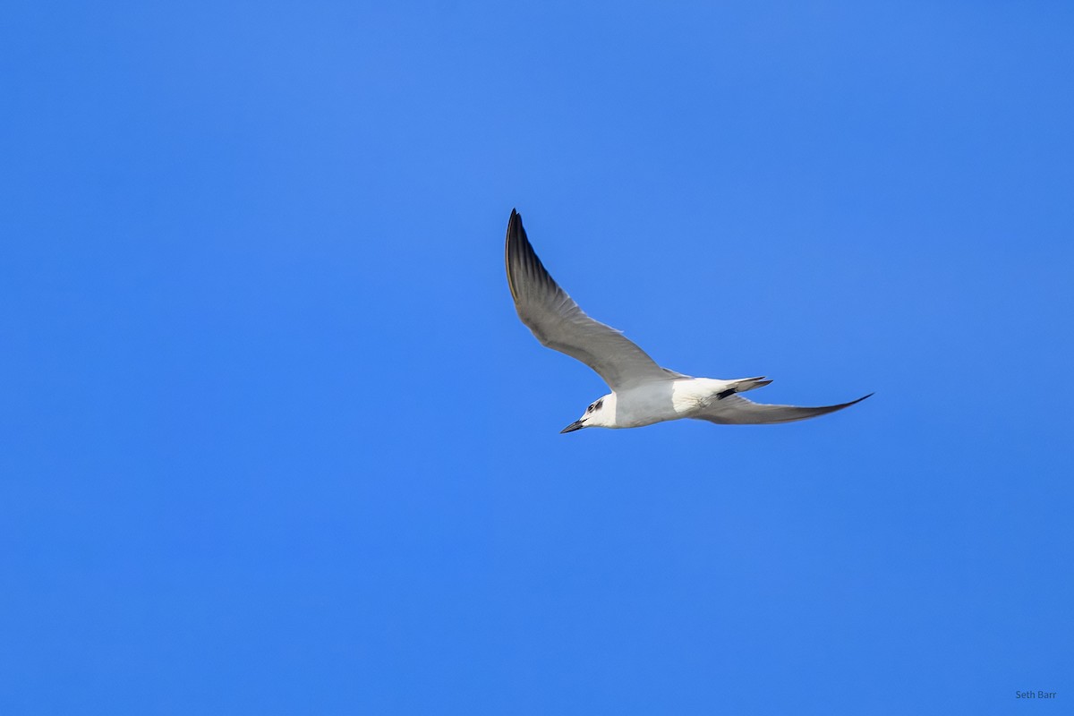 Sterna zampenere - ML646967660