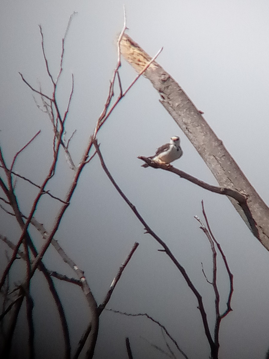 Pearl Kite - ML646967661