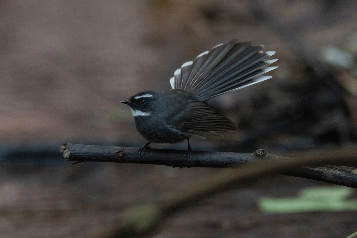 White-throated Fantail - ML646967663