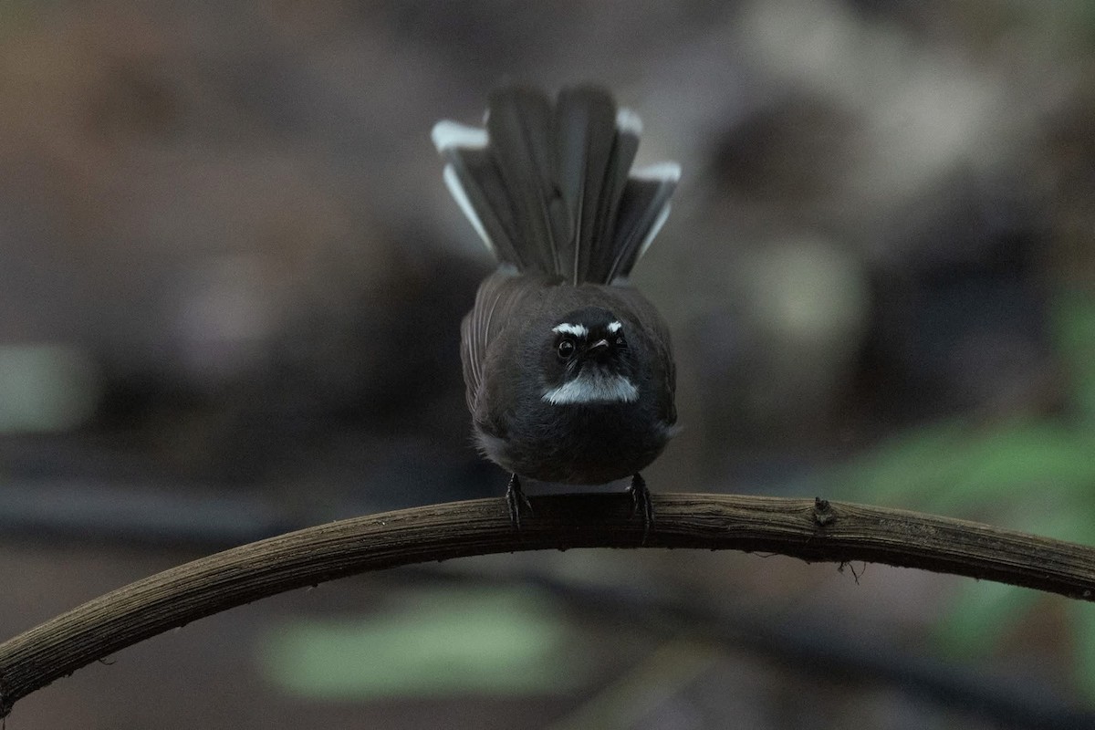 White-throated Fantail - ML646967664