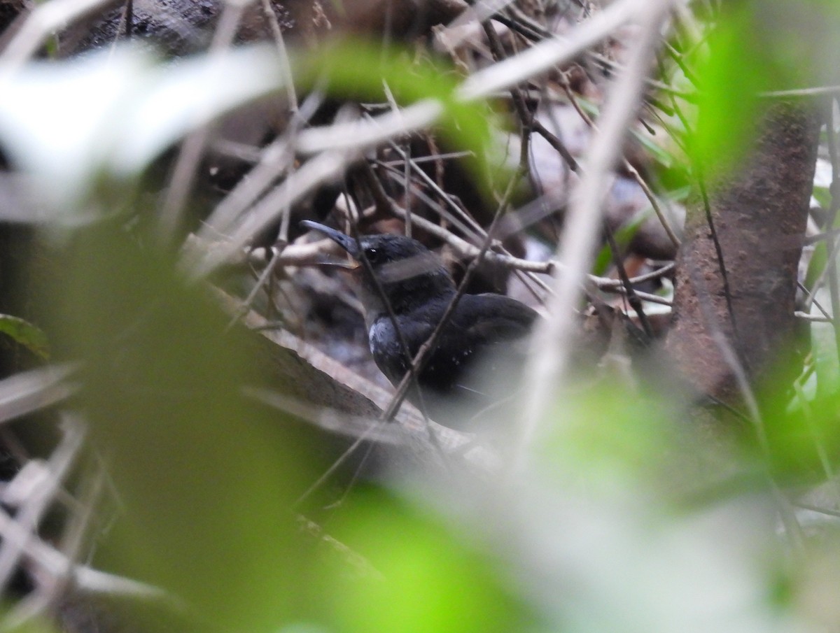 Hormiguero Plateado - ML646967665