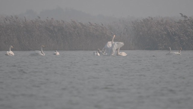 Лебідь-кликун - ML646967670