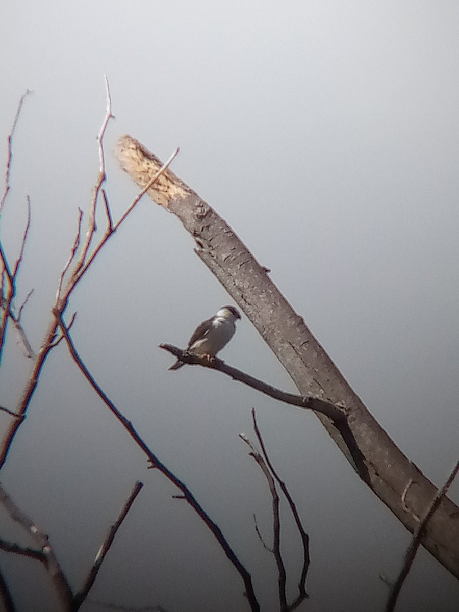 Pearl Kite - ML646967671