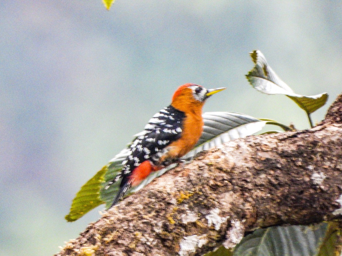 Rufous-bellied Woodpecker - ML646967704