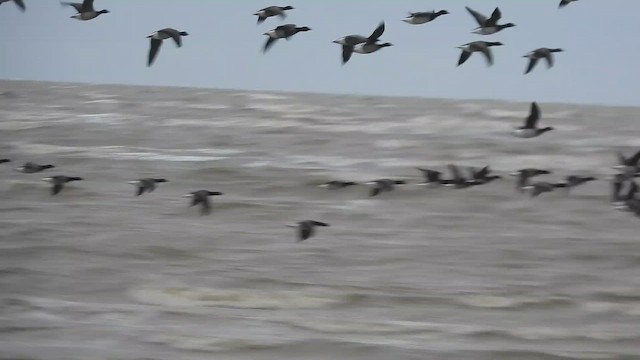 Казарка чорна (підвид hrota) - ML646967706