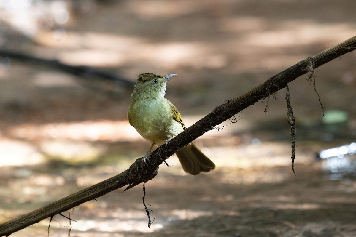 Gray-eyed Bulbul (Gray-eyed) - ML646967707