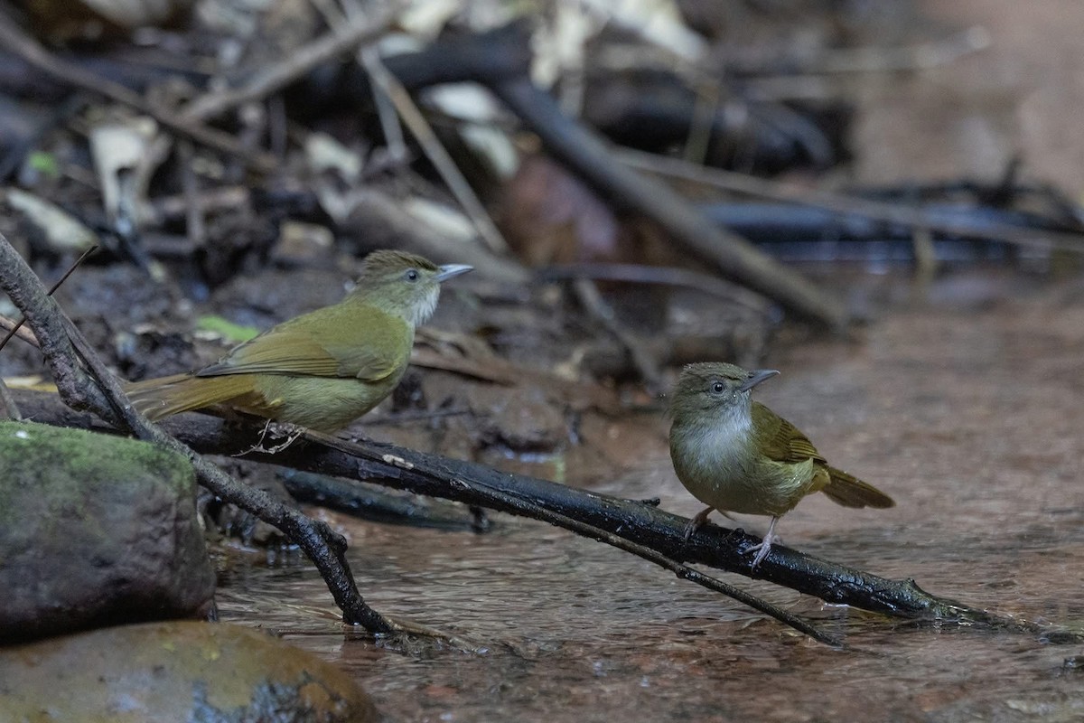 Gray-eyed Bulbul (Gray-eyed) - ML646967708