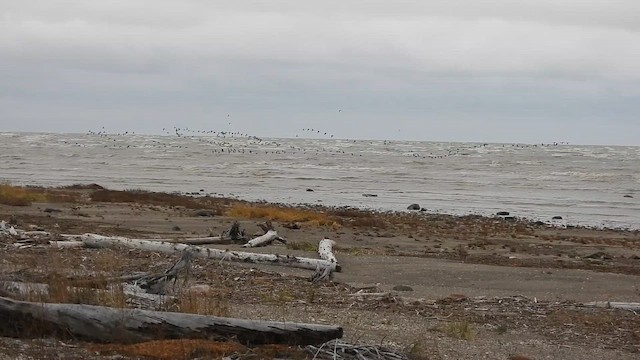 Казарка чорна (підвид hrota) - ML646967710