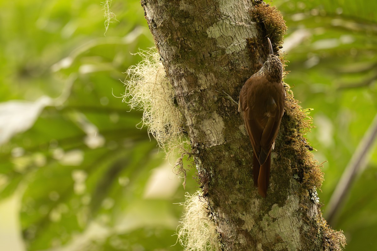 Dağ Tırmaşık - ML646967711