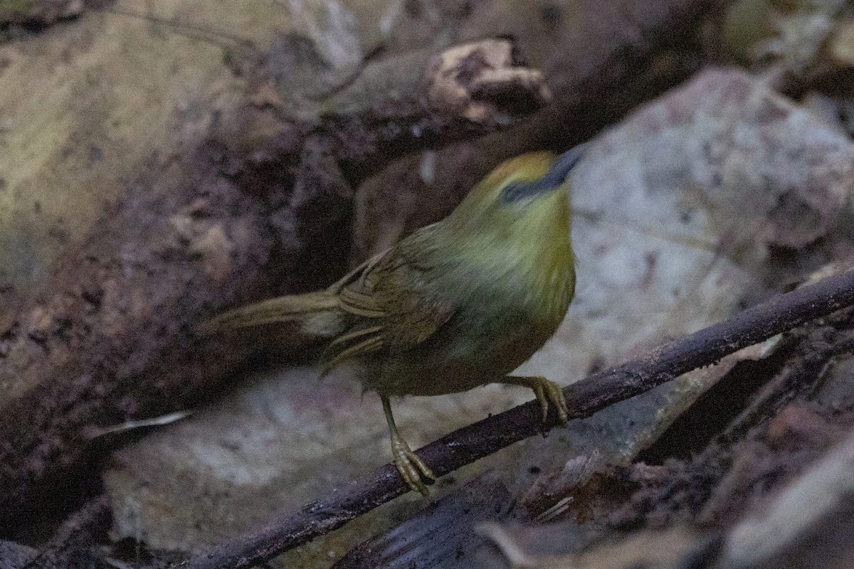 Pin-striped Tit-Babbler (Pin-striped) - ML646967712