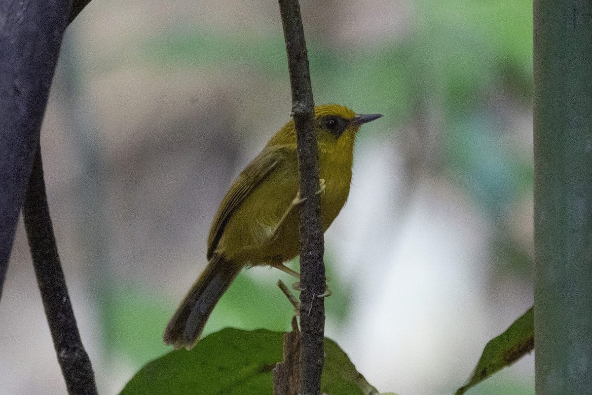Golden Babbler - ML646967714