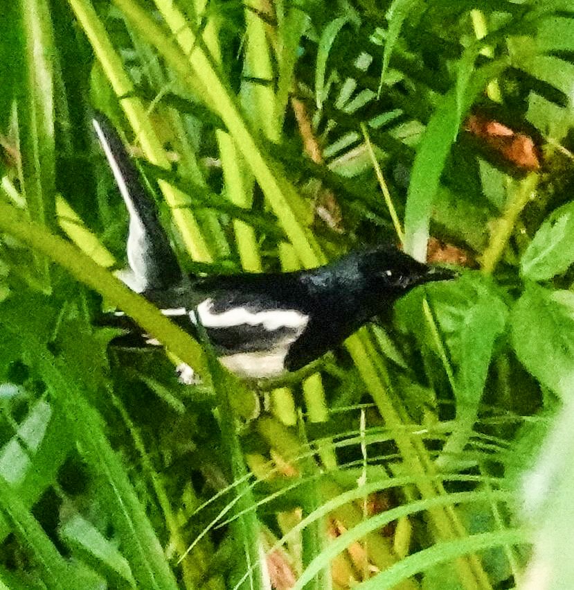 orientskjæreskvett (saularis gr.) - ML646967719