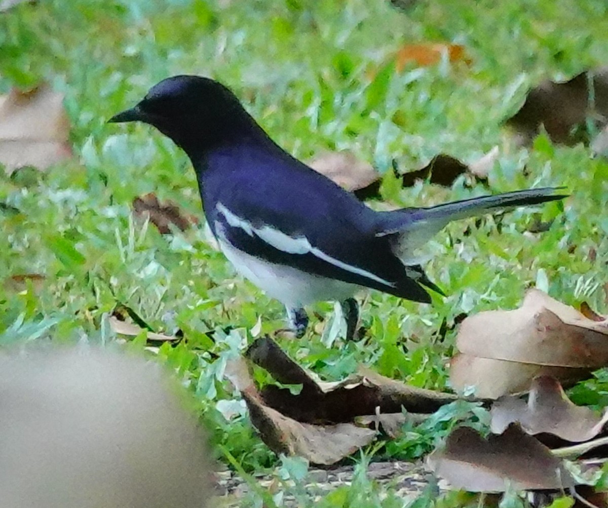 orientskjæreskvett (saularis gr.) - ML646967720