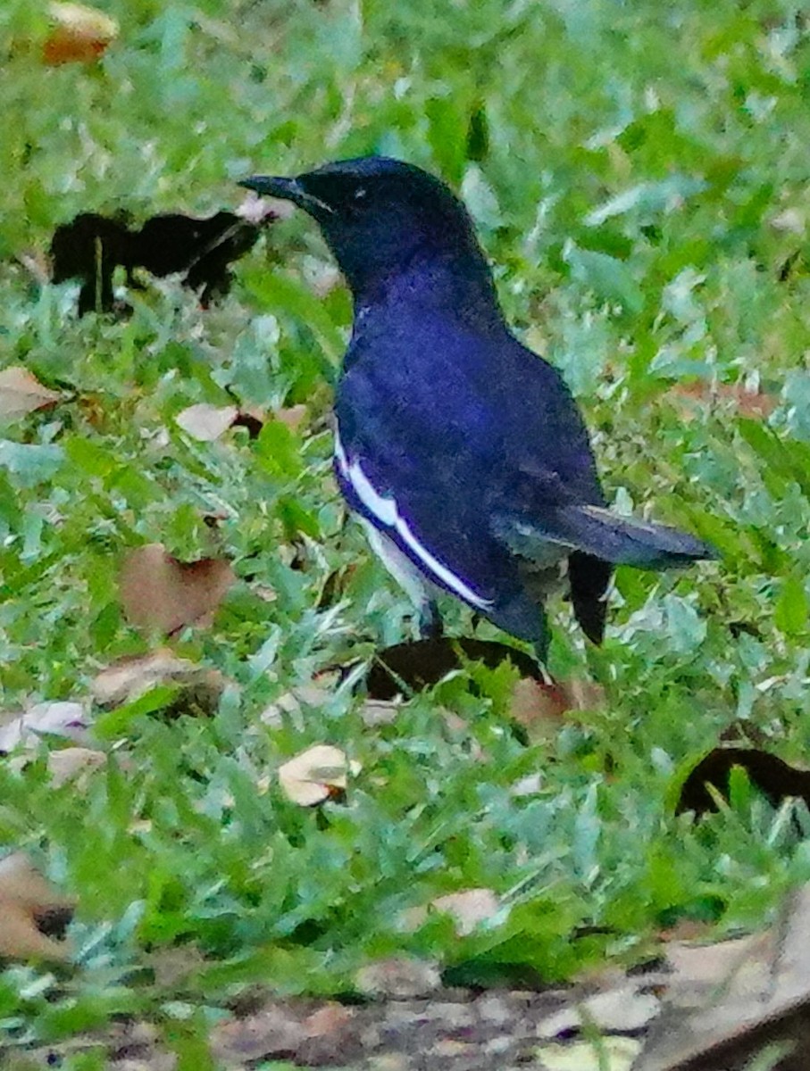 orientskjæreskvett (saularis gr.) - ML646967722