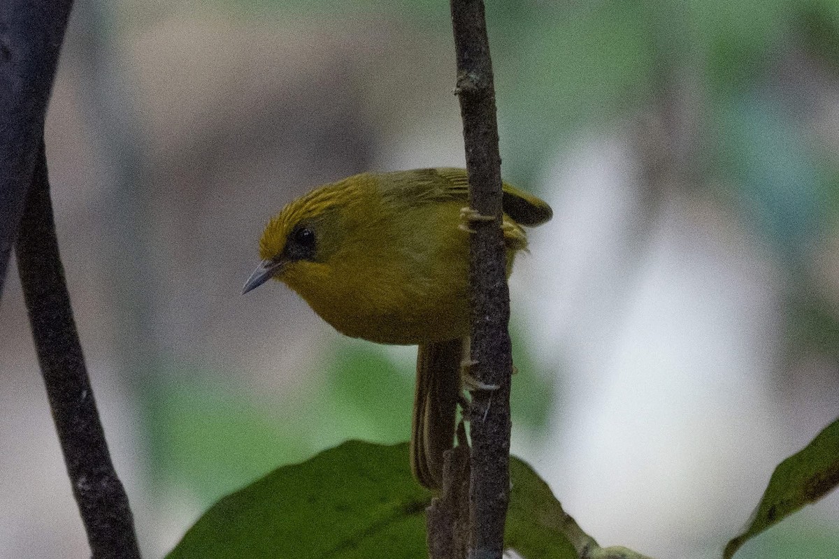 Golden Babbler - ML646967725